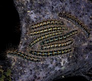 Tent Caterpillars-Malacosoma californicum 18-9418